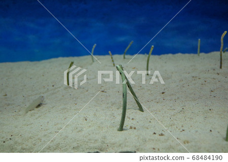 Chinese eel Chinese eel 68484190