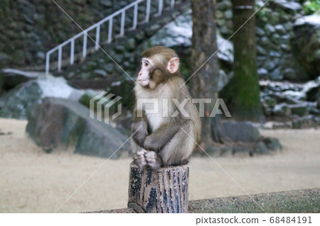 一隻小猴子坐下 一隻小猴子坐下 68484191