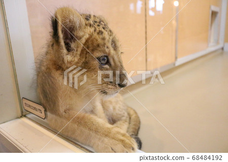 獅子的寶貝 獅子的寶貝 68484192