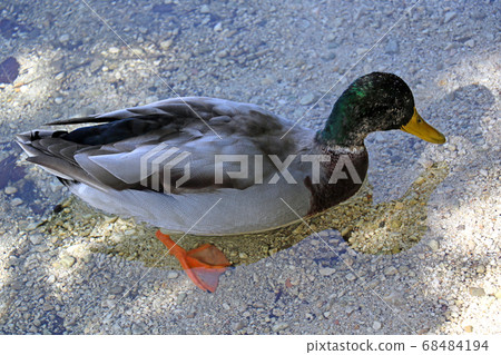 A wild duck stands in cold, clear water. A wild duck stands in cold, clear water. 68484194