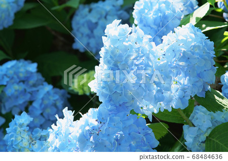 Hydrangea Hydrangea 68484636