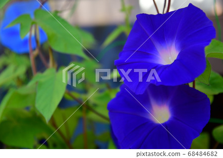  早晨的太陽 68484682