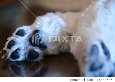 墊 墊 68484686
