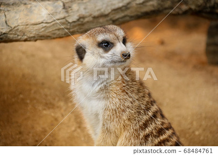 meerkat  meerkat  68484761