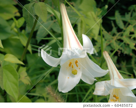 easter lily 68485072