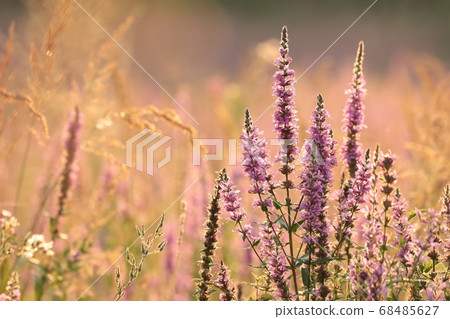 Loosestrife - Lythrum salicaria on a meadow at dawn 68485627