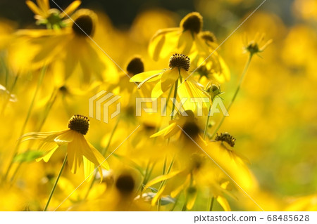 Cutleaf Coneflower - Rudbeckia laciniata in the garden Cutleaf Coneflower - Rudbeckia laciniata in the garden 68485628
