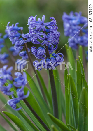 Hyacinth Hyacinth 68485999