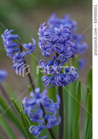 Hyacinth Hyacinth 68486001