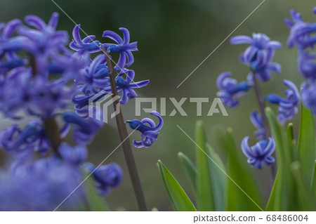 Hyacinth 68486004