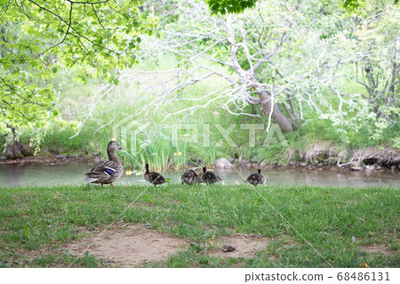 Mallard Mallard 68486131