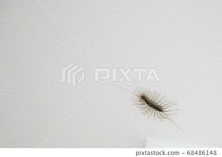 House centipedes and the ecology of living creatures: materials for nature education. House centipedes and the ecology of living creatures: materials for nature education. 68486148