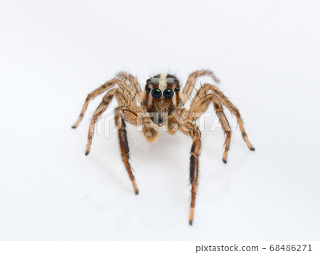 白背蜘蛛跳躍蜘蛛(Plexippus paykulli)在白色背景上 白背蜘蛛跳躍蜘蛛(Plexippus paykulli)在白色背景上 68486271