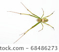 White-bellied spider (Leucauge magnifica) on white background 68486273