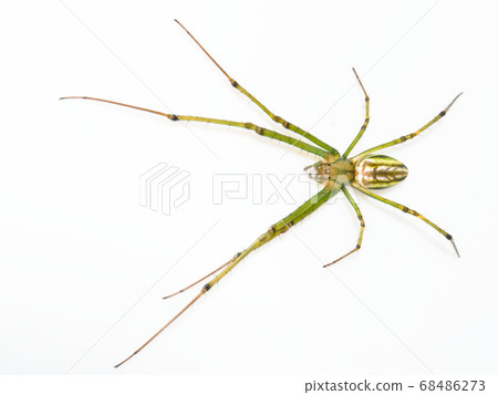 White-bellied spider (Leucauge magnifica) on white background White-bellied spider (Leucauge magnifica) on white background 68486273