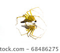 Herring Spider on the mirror (Oxyopes sertatus Latrelle) 68486275