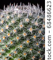 Cactus with water drops (Kibomaru) 68486623
