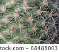 Cactus thorn with water drops 68488003