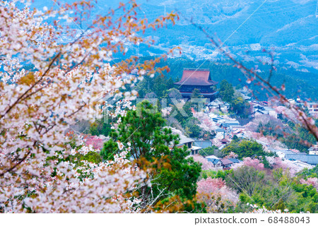 櫻花山。 68488043