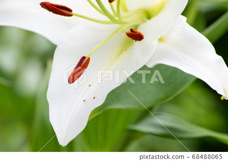 百合花 68488065