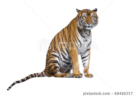 The tiger is sitdown on white background have path 68488357