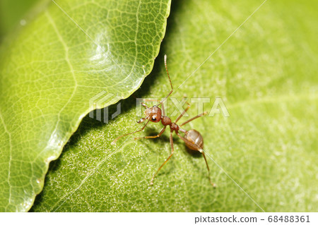 Close up red ant on green leaf in nature at Close up red ant on green leaf in nature at 68488361