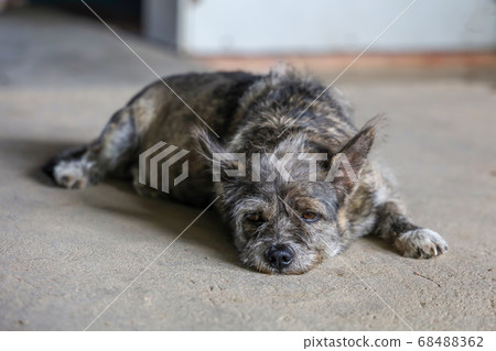 The small gray dog is rest and sleep on cement The small gray dog is rest and sleep on cement 68488362