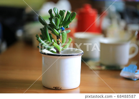 climb to the top of potting plant 68488587