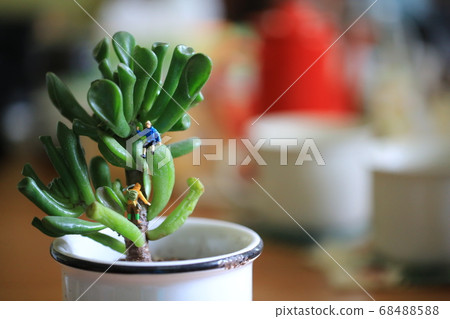 climb to the top of potting plant climb to the top of potting plant 68488588