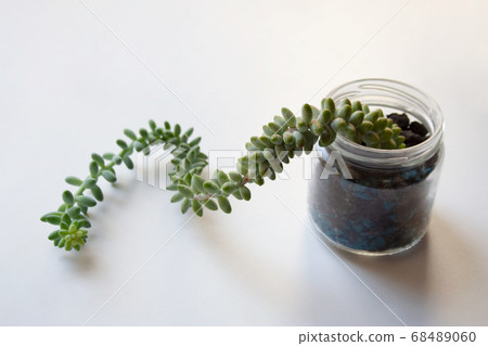 Sedum morganianum or burro's tail succulent plant in glass jar isolated on white background 68489060
