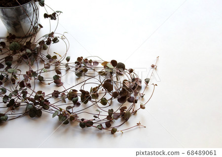 flower, heart, succulent 68489061