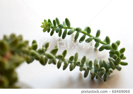 Sedum morganianum succulent plant with winding stem on white background close up	 68489068