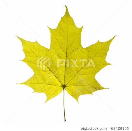 maple leaf isolated on white background maple leaf isolated on white background 68489195