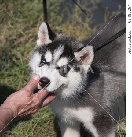 Pat on the head with his hand Husky puppy dog Pat on the head with his hand Husky puppy dog 68489264