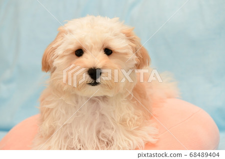 Marupu Marupu 68489404