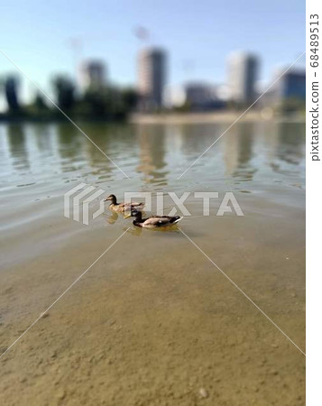 Wild ducks swim on the Danube Wild ducks swim on the Danube 68489513