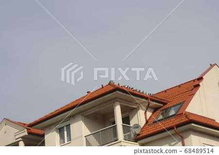 The rooftop and the birds on it in the afternoon in Hajduszoboszlo The rooftop and the birds on it in the afternoon in Hajduszoboszlo 68489514