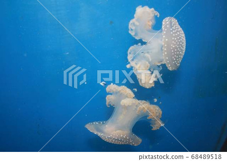Jellyfish in my Viennese tropik Jellyfish in my Viennese tropik 68489518