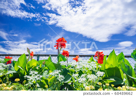 Yellow canna flowers and refreshing summer sky 68489662