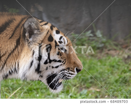 Close up of a predatory amur tiger's face 68489703