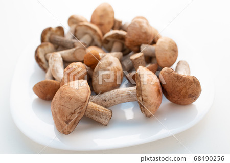 Fresh raw boletus mushrooms in white plate on white background Fresh raw boletus mushrooms in white plate on white background 68490256
