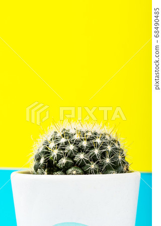 Tiny Cactus in the Pot on Bright Neon Background. Saturated Imag Tiny Cactus in the Pot on Bright Neon Background. Saturated Imag 68490485