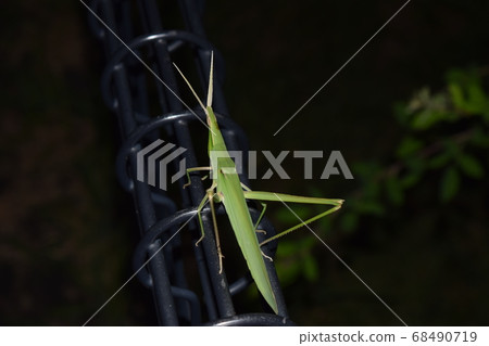 Shorurigata 68490719