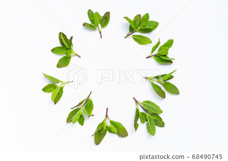 Circle frame made of holy basil leaves on white Circle frame made of holy basil leaves on white 68490745