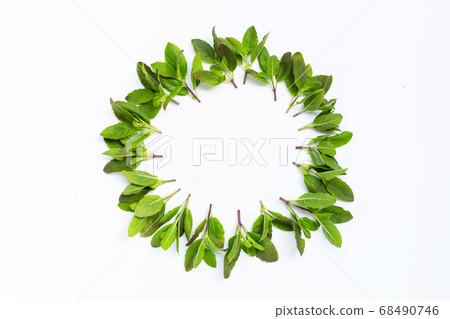 Circle frame made of holy basil leaves on white Circle frame made of holy basil leaves on white 68490746