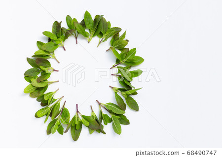 Circle frame made of holy basil leaves on white Circle frame made of holy basil leaves on white 68490747