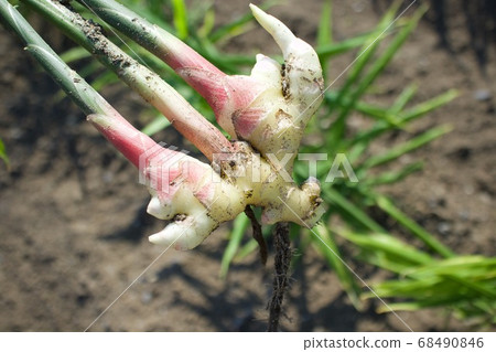 葉薑的收穫 68490846