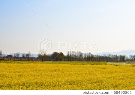 福島縣（新潟縣）的強姦花 68490865