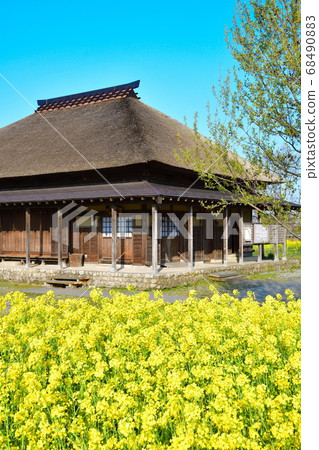 福島縣（新潟縣）的強姦花 68490883