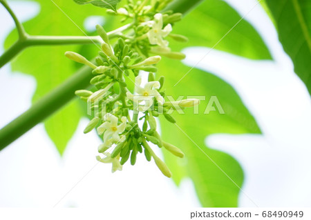 Okinawan ingredients, male papaya flowers are beautiful Okinawan ingredients, male papaya flowers are beautiful 68490949